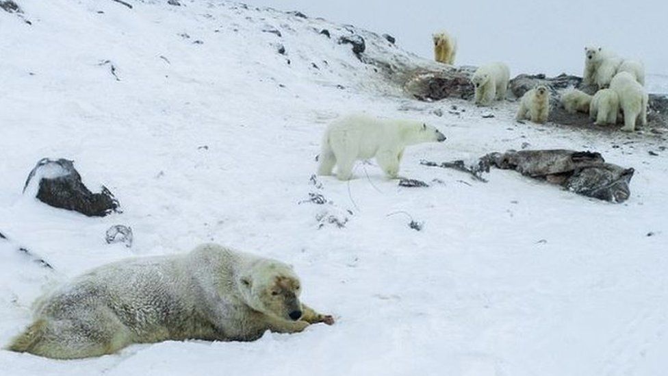 Polar bears in a group near the village