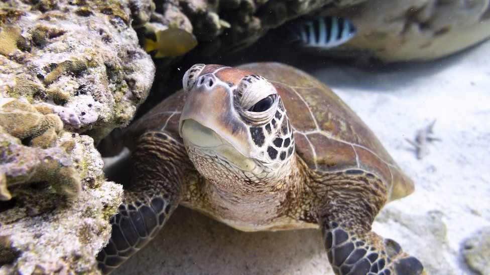 Sea turtle shelters under coral