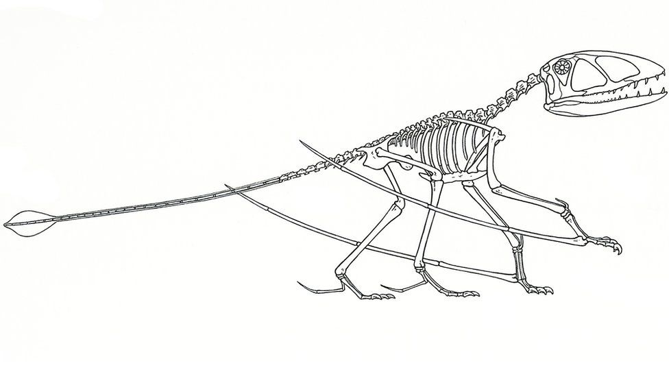 Skeleton outline of a pterosaur