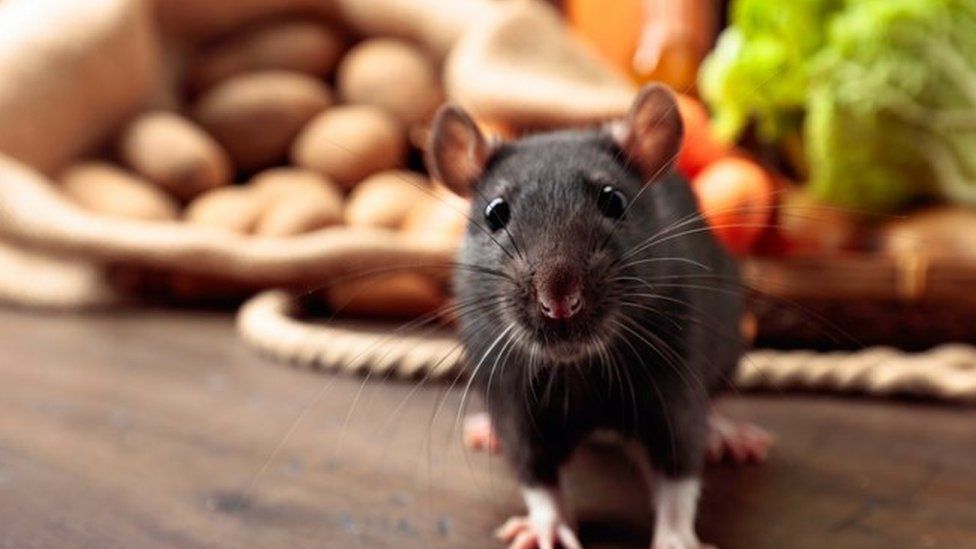 New research shows rats use imagination to navigate BBC Newsround