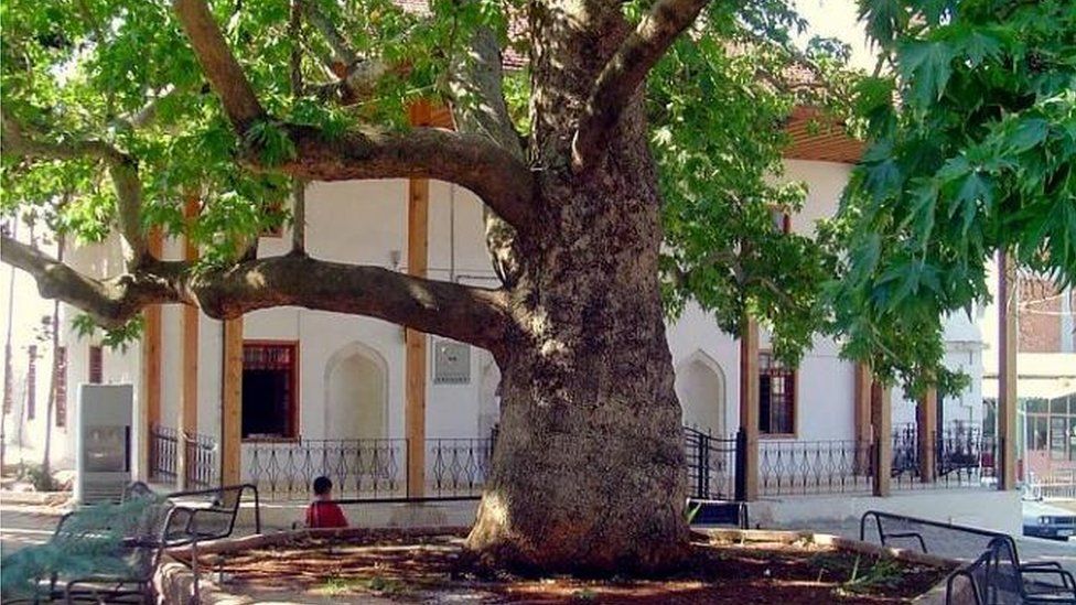 Plane tree outside a mosque