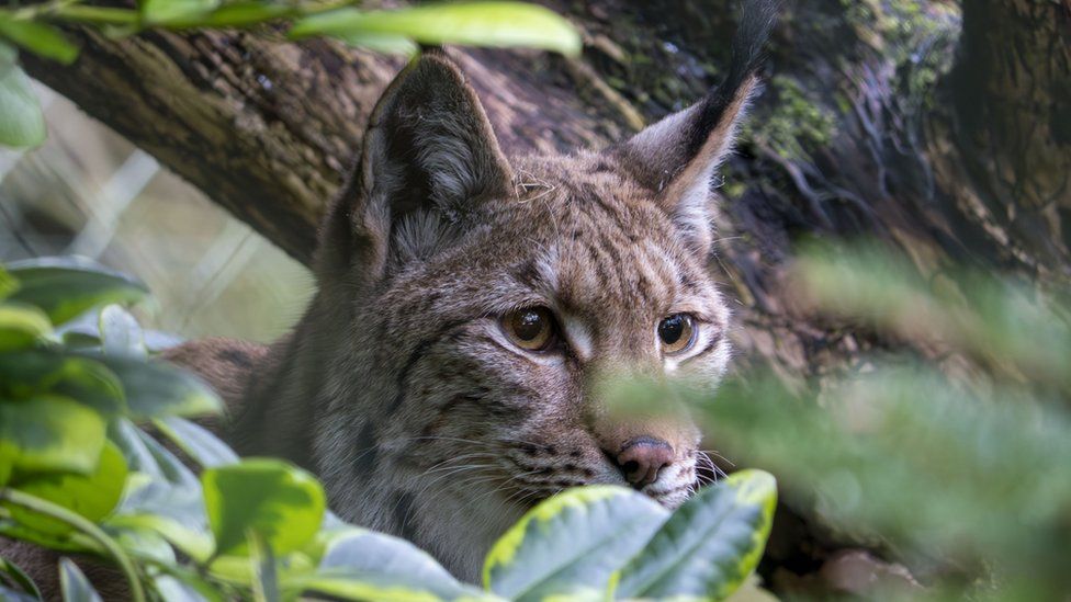 New Lynx at Dartmoor Zoo
