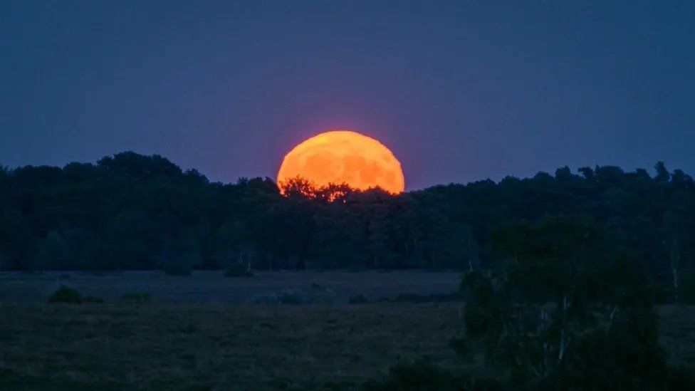 The bright orange moon rising the top half is against a purple sky and the bottom silhouetted by trees