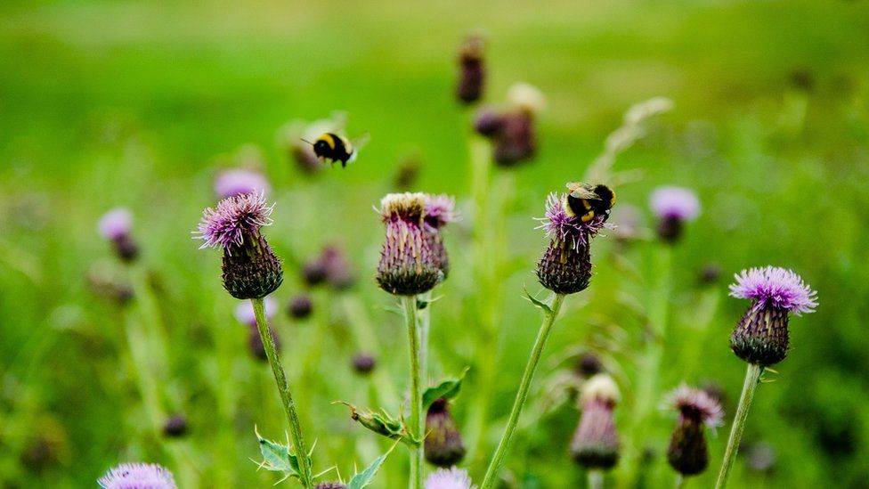 Thistles
