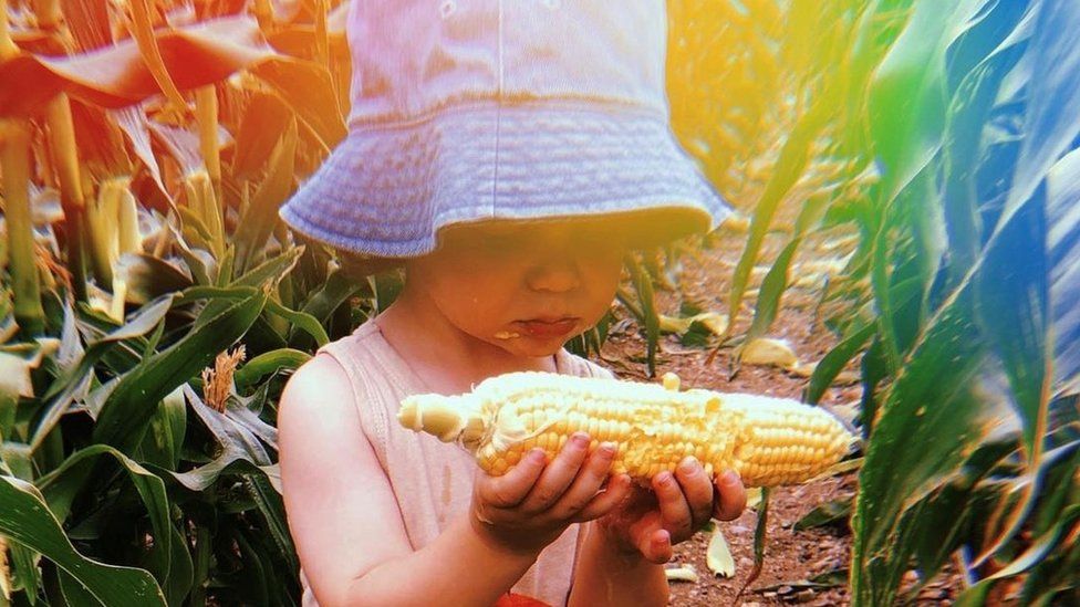Bodhi in a Corn field, eating a corn