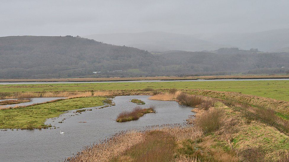RSPB Ynyshir. A lone swan patrols its territory and in the distance, the Tarrenau range is blanketed in rain.