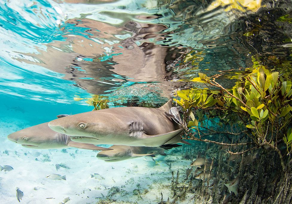Three juvenile lemon sharks in the water in the Bahamas