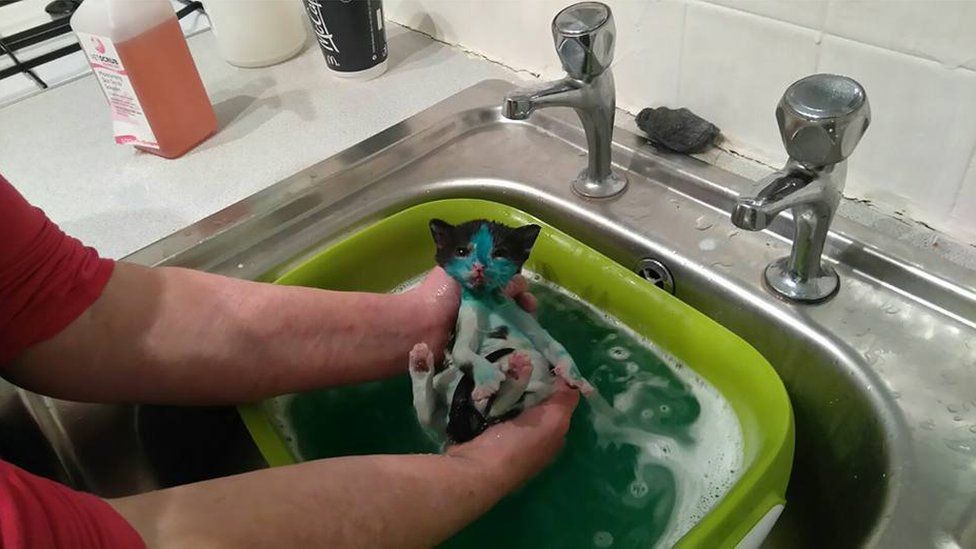 Kitten being washed to try and remove permanent marker colours