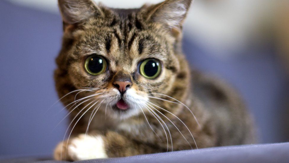 A photograph of Lil Bub