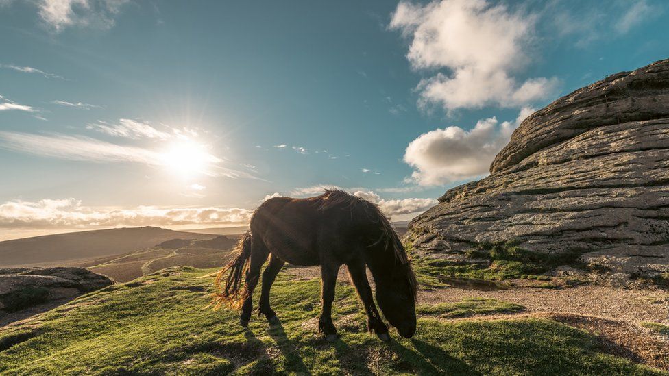 Dartmoor pony with sun shining in the background