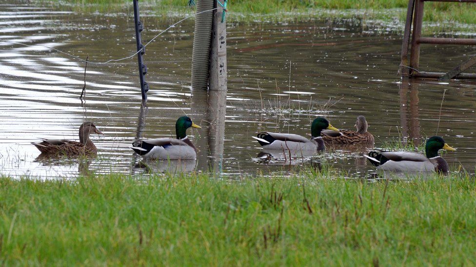 Ducks swim along floodwaters in Southam, Warwickshire
