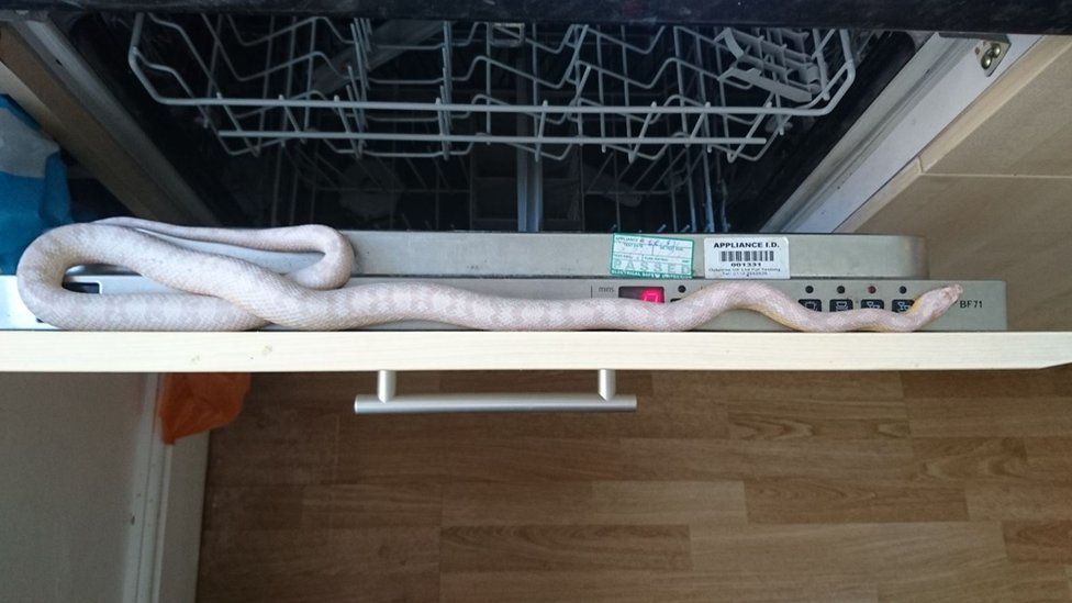 The corn snake in the dishwasher