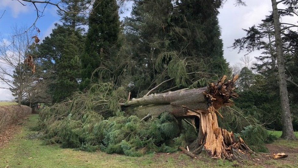 A fallen tree at Wakehurst