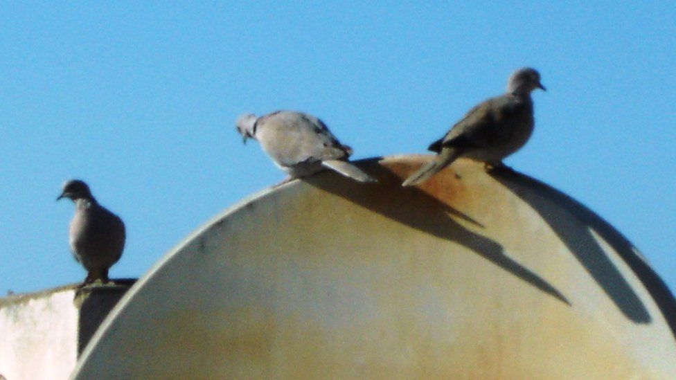голуби на спутниковой тарелке