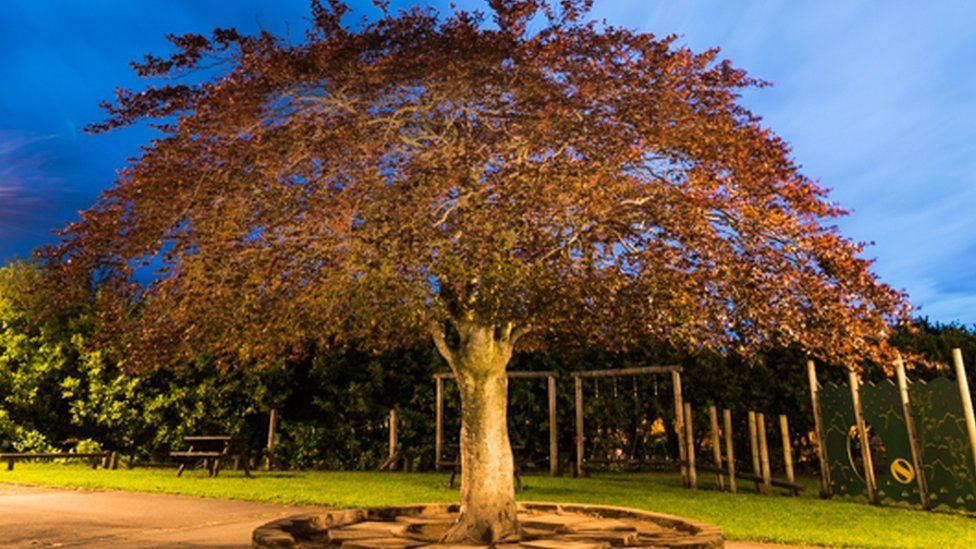 Copper beech named Tree of the Year BBC News