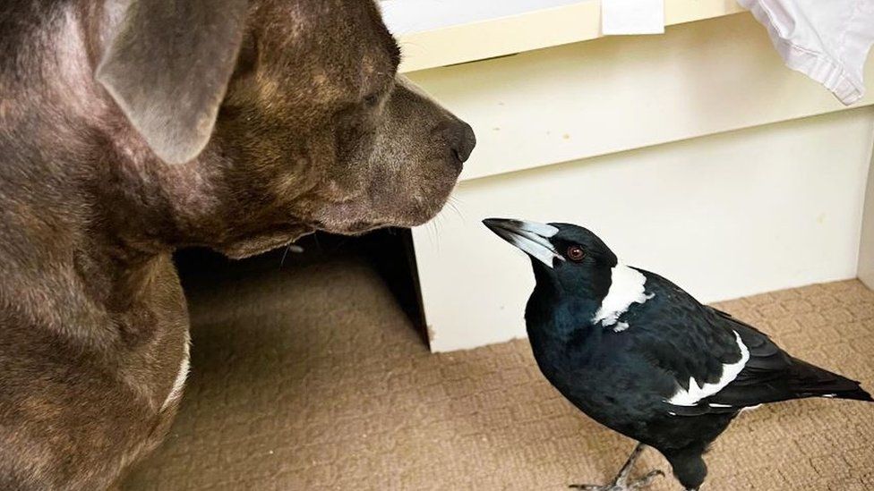 Molly the magpie and Peggy the dog