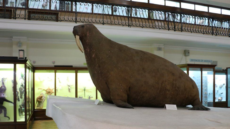 Horniman Museum walrus