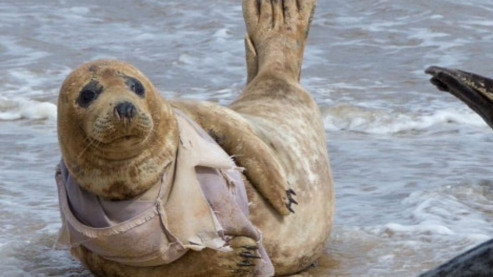 Seal with fabric around its body