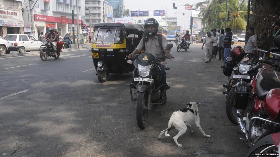 Собака в Керале