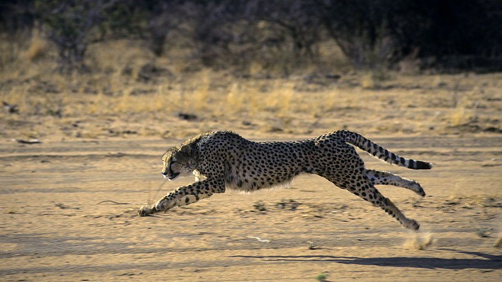 Cheetah Running in Namibia.