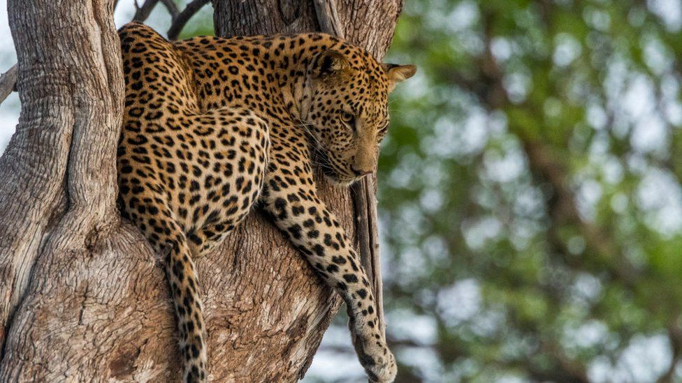 A leopard in a tree in the Gomoti Plains, southeast of the Okavango Delta, Botswana