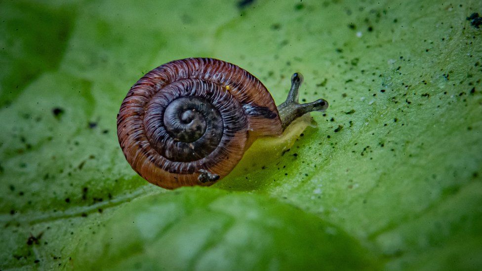 Snails Chester Zoo and Bristol Zoological Sociey boost numbers of