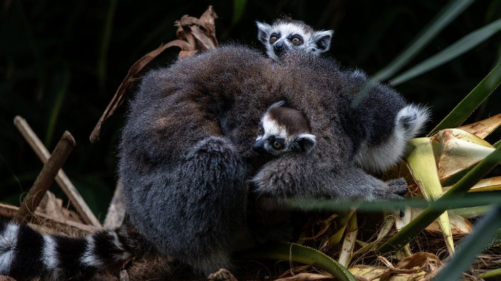 Lemur babies with mother