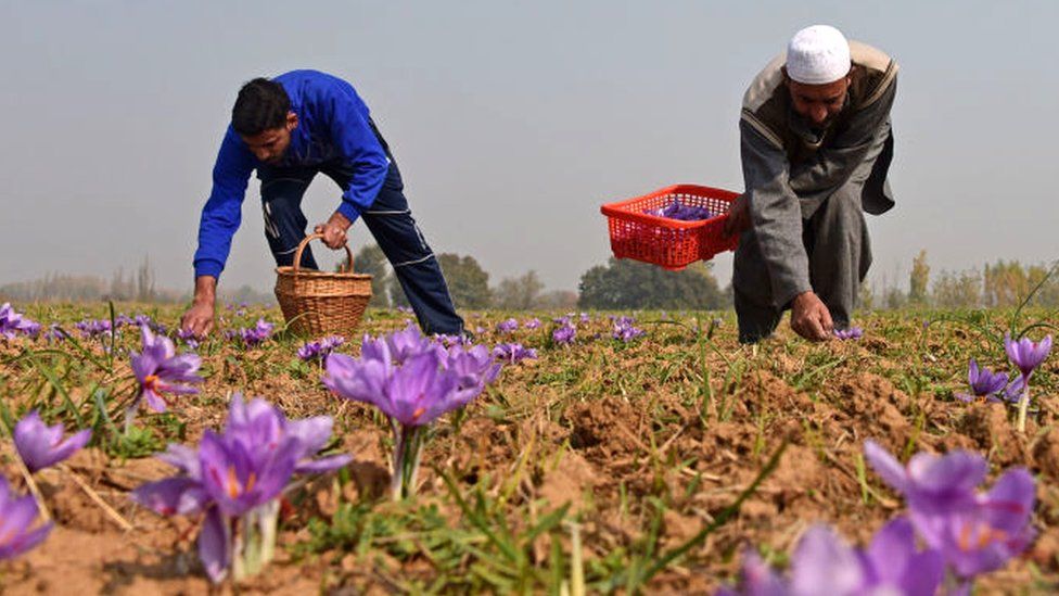 Farmers in Pampore pluck saffron flowers, on October 30, 2022