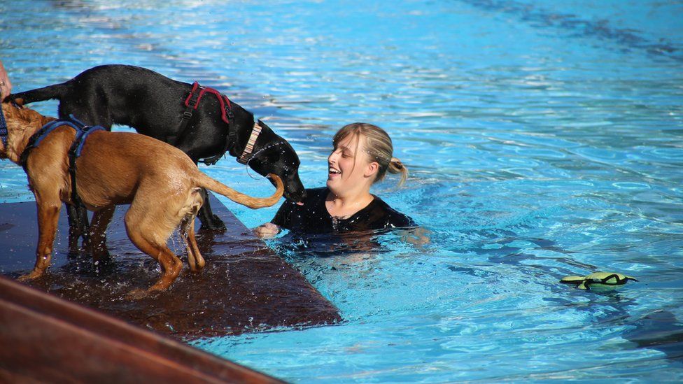 Dogs Join Their Owners For A Swim In Sandford Parks Lido Bbc News