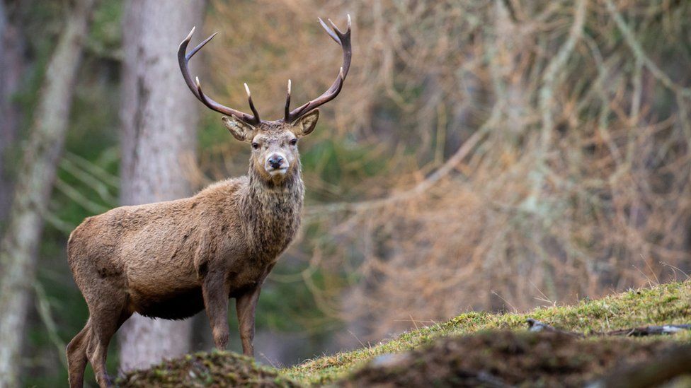 Protest against new Cairngorms National Park plan - BBC News