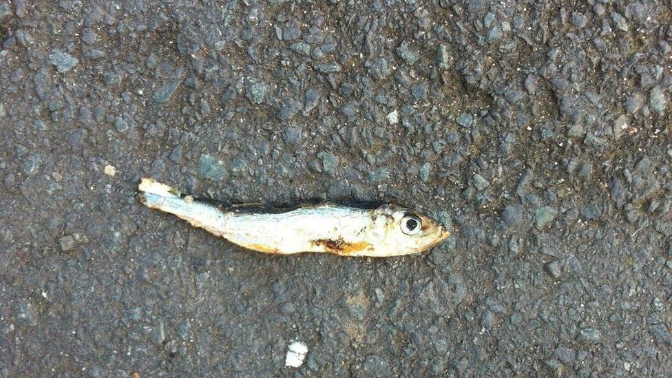 Fish photographed in Locklease, Bristol