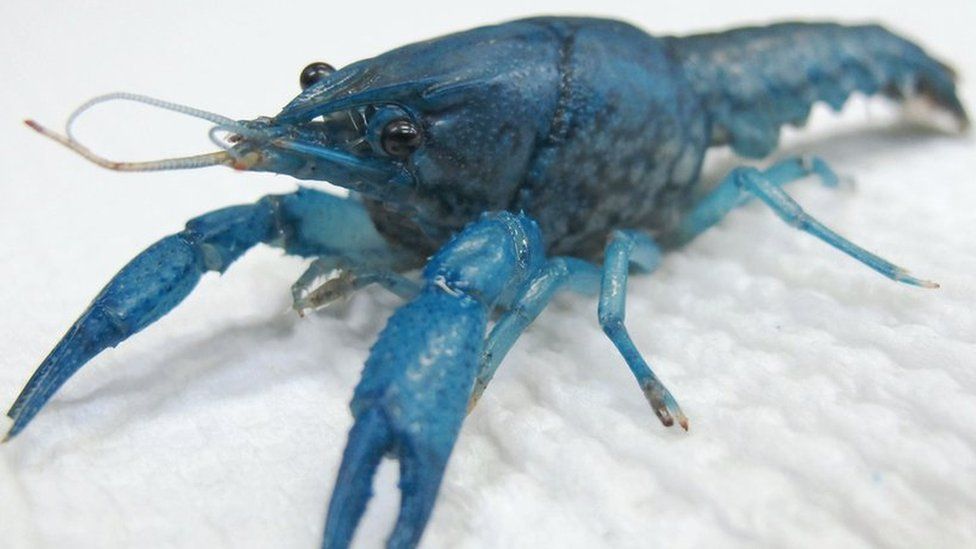 A blue marbled crayfish