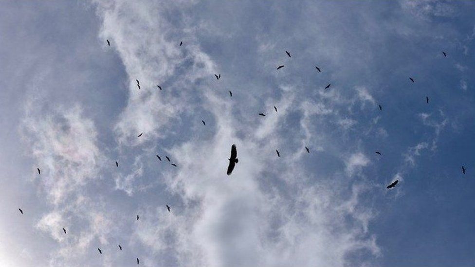 Perjuangan Menyelamatkan Burung Nasar Afrika Bbc News Indonesia