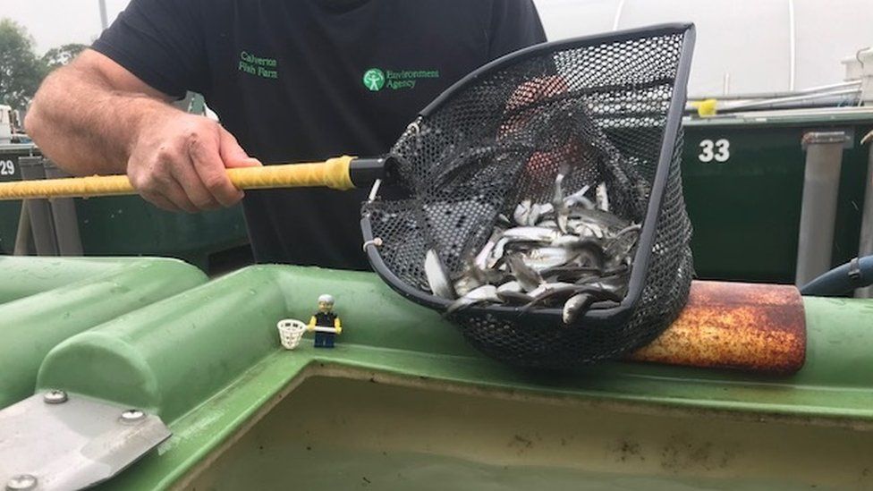 Record-breaking weight of fish reared at national farm - BBC News