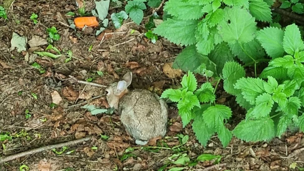 rabbit next to leaves and a carrot