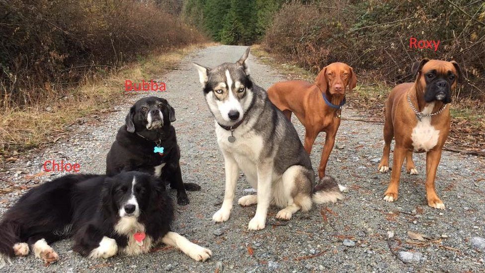 Chloe, Bubba and Roxy stayed with Annette Poitras for the two days