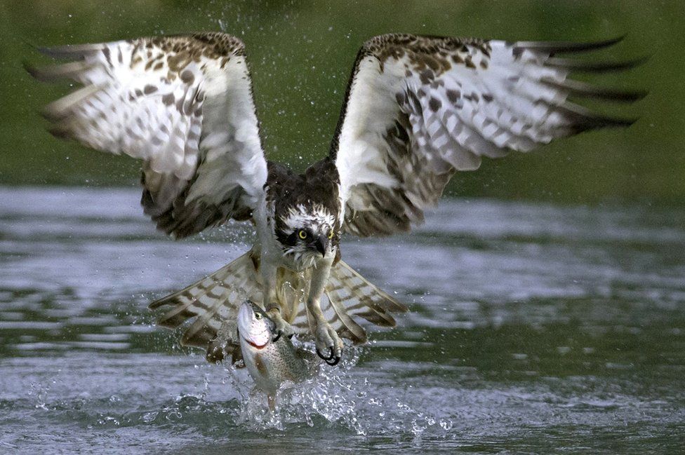 Bird-watchers catch 'thrilling' trout-hungry ospreys on camera - BBC News