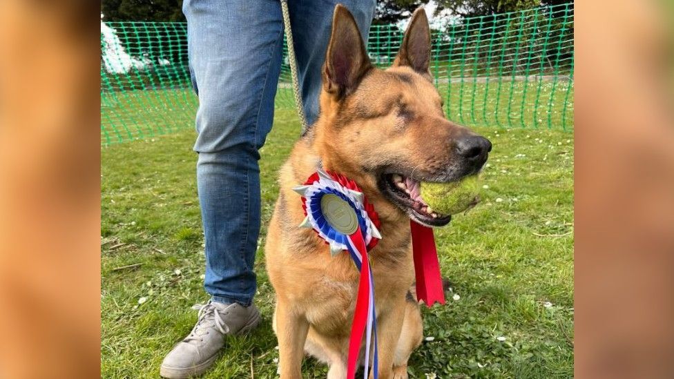 Blind dog with rosette 