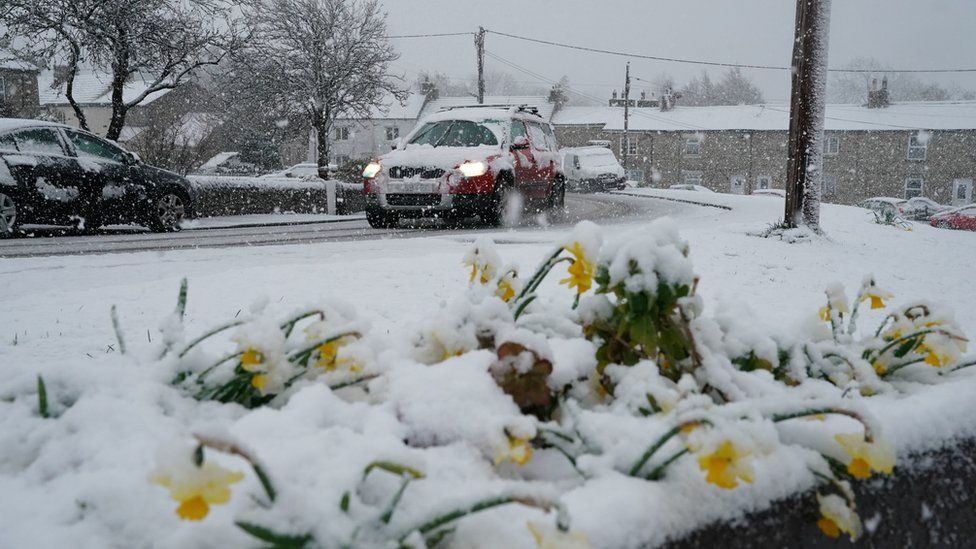 Daffodils covered in a blanket of snow in the village of Catton, Northumberland