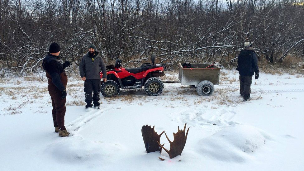 In this Nov. 12, 2016 photo, provided by Jeff Erickson, shows moose antlers after two moose were frozen mid-fight and encased in ice near the remote village of Unalakleet, Alaska, on the state"s western coast.