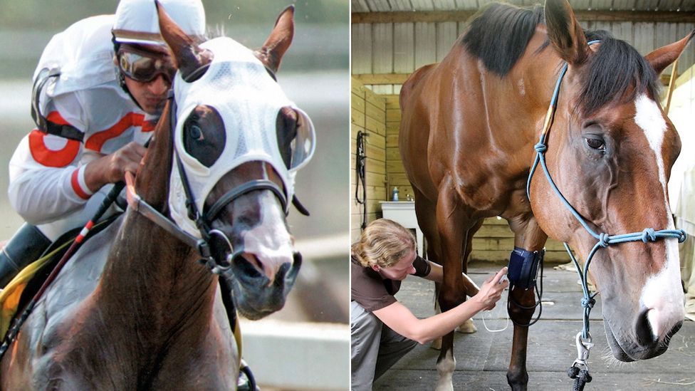 Metro ridden in a race (left) and receiving treatment for his knees (right)
