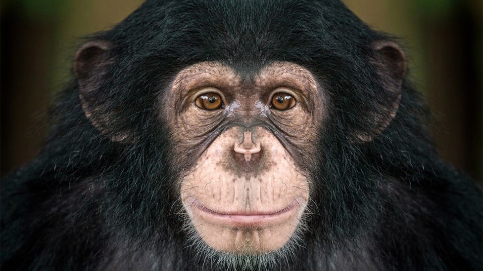 autopsia erección de un animal autopsia erección de un animal