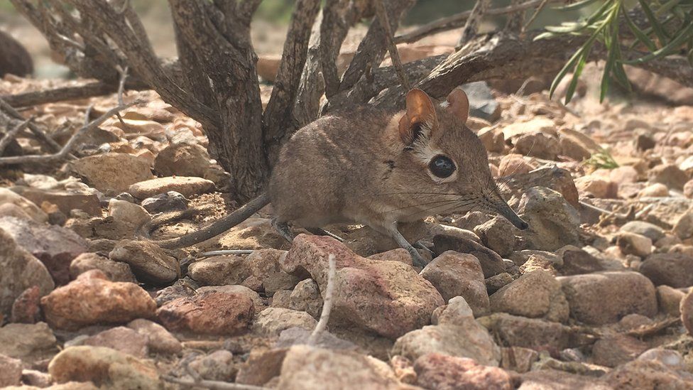 Elephant shrew rediscovered in Africa after 50 years - BBC News