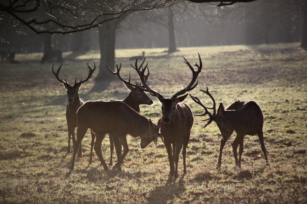 Your pictures: Wilderness - BBC News