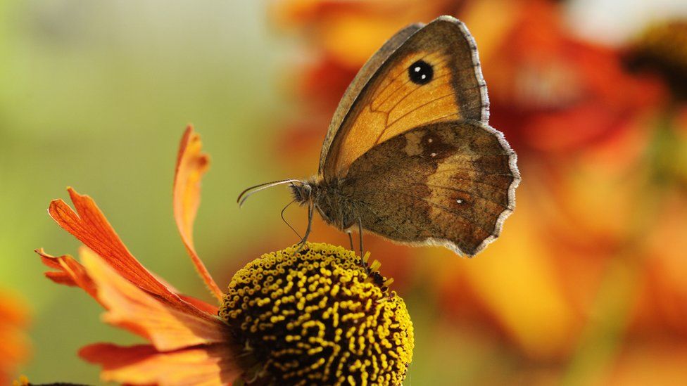 A Gatekeeper butterfly on an orange flower