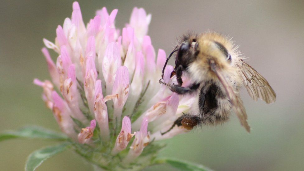 Bee and flower