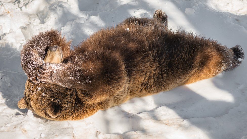 brown bear lying in snow