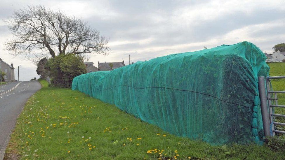 A hedgerow covered in plastic netting
