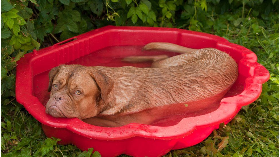 Dog in a small pool tired of the summer heat