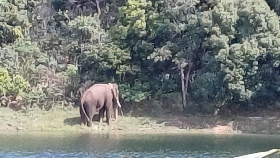 Arikomban in Kalakkad Mundanthurai Tiger Reserve